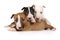 Three purebred puppies Miniature Bull Terrier of different colors