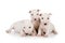 Three purebred white  Miniature Bull Terrier puppies