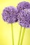 Three purple Alium flowers