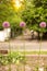 Three purple alliums flowers in a row