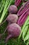 Three purple beetroot