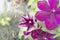 Three purple clematis leaves near wooden fence