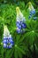 Three purple flowers head of Lupinus Polyphyllus and green leaves, selective focus.