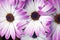 Three purple Marguerite flowers