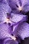 Three purple orchid flowers