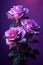 three purple roses against a purple background