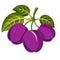 Three purple simple vector plums with green leaves