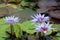 Three Purple Tigress Water Lilies and Pads