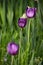 Three purple tulips