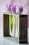 Three purple tulips in a small glass