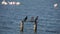 Three Pygmy Cormorants Standing On Log