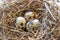 Three quail eggs in a nest of straw. Farm organic products.