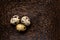 three quail eggs on a wooden stand. Palm tree stand.