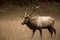 Three Quarter View of Walking Bull Elk