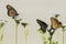 Three Queen Butterflies perched on flowers with tan background