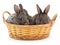 Three rabbits in a basket.