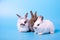 Three rabbits white and brown sitting together on blue background