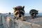 Three Raccoons Walk Towards the Camera, Lake Michigan