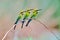 Three Rainbow bee-eaters