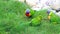 Three Rainbow Lorikeet Eating Grass