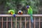 Three Rainbow Lorikeets