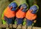 Three Rainbow Lorikeets