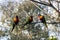 Three Rainbow Lorikeets (Trichoglossus moluccanus)