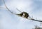 Three Rainbow Lorikeets (Trichoglossus moluccanus)