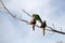 Three Rainbow Lorikeets (Trichoglossus moluccanus)