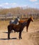 Three ranch horses in a paddock