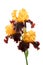 Three rare color yellow and brown iris flowers isolated