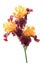 Three rare color yellow and brown iris flowers isolated