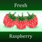 Three raspberry berries isolated on white background