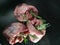 Three raw beef hearts with rosemary