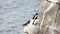 Three Razorbill Birds on a Rocky Cliff, Flapping Their Wings and Yawning, Ireland