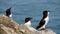 Three razorbills with glaseels on Skomer Island