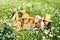 Three reading barefoot girls