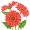 Three realistic red gerbera daisy flower