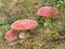 Three red Amanita muscarias in tall grass