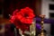 Three red amaryllis hippeastrum  flowers in a translucent glas vase