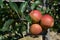 Three red apples ripen on the tree