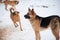 Three red barking dog on snow
