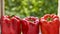 Three red bell pepper close up on blurred colorful green background with copy space. Bell pepper on blurred green texture close up