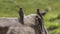 Three Red-billed Oxpeckers on Cattle