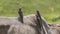 Three Red-billed Oxpeckers Eating Parasites