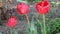 Three red blooming tulip close up