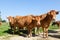 Three red brown Limousin beef cows looking curiously at the came