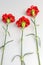 Three red carnations on gray