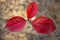 Three Red, Cinnabar Color Leaves Of Mayday Tree Prunus Padus In The Forest. Autumn Colors, Change Of Seasons Concept.