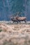 Three red deer stag in forest meadow standing together.